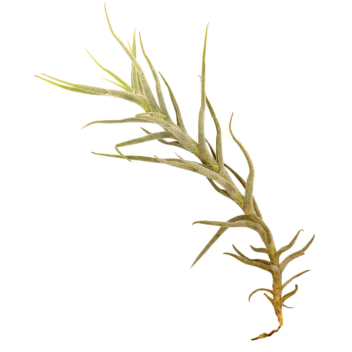 Tillandsia Paleacea air plant for sale, unique gift decor ideas, air plant subscription delivery monthly, Tillandsia Paleacea with air plant care guide, rare air plant