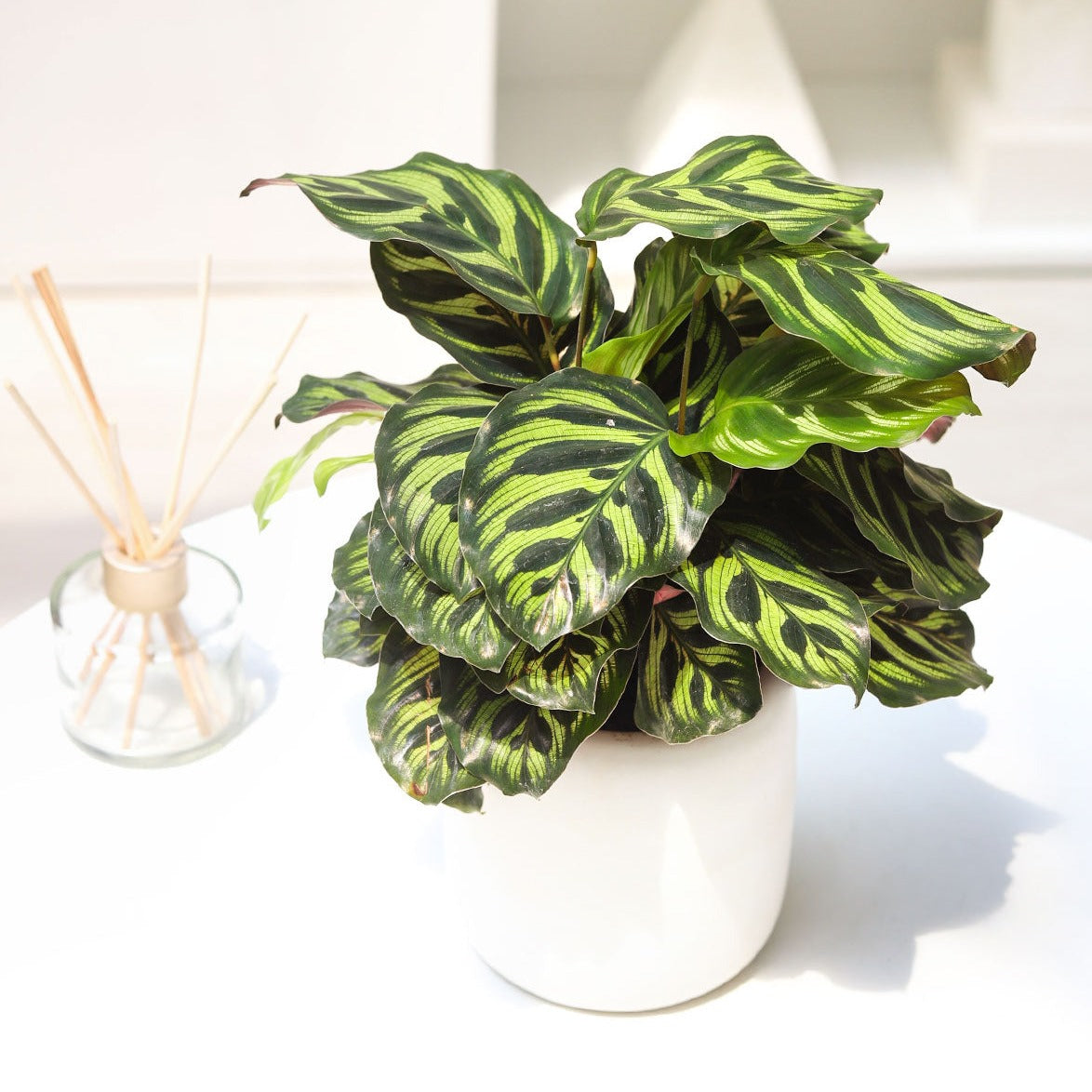 peacock plant indoor or outdoor Calathea Makoyana Peacock