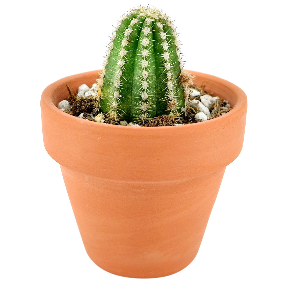 peanut succulent Peanut Cactus - Echinopsis Chamaecereus Succulent