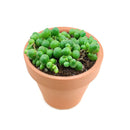 String of Pearls care guide, string of pearls for sale, indoor succulents, succulent plant, easy to care indoor plant, how to grow string of pearls, string of pearls in california