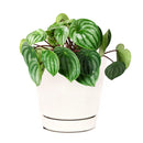 Peperomia Watermelon for sale, how to care for peperomia watermelon, medium to bright light peperomia plant, easy care flowering houseplant, compact plant for small spaces