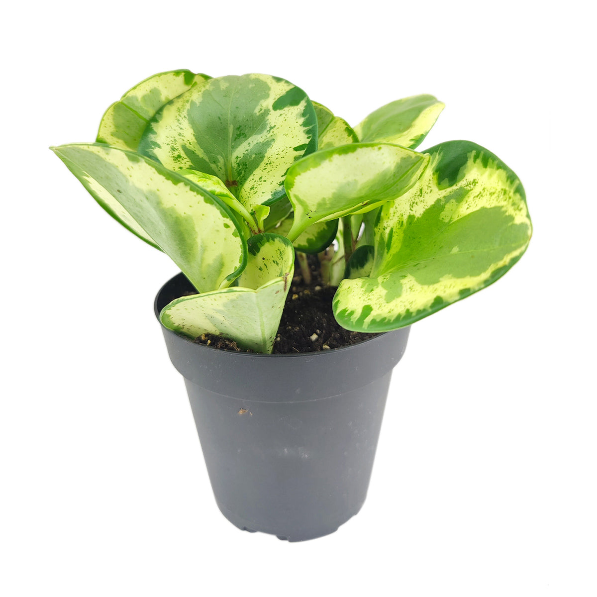 rubber succulents Peperomia Golden Gate - Baby Rubber Plant - Easy To Care Houseplant