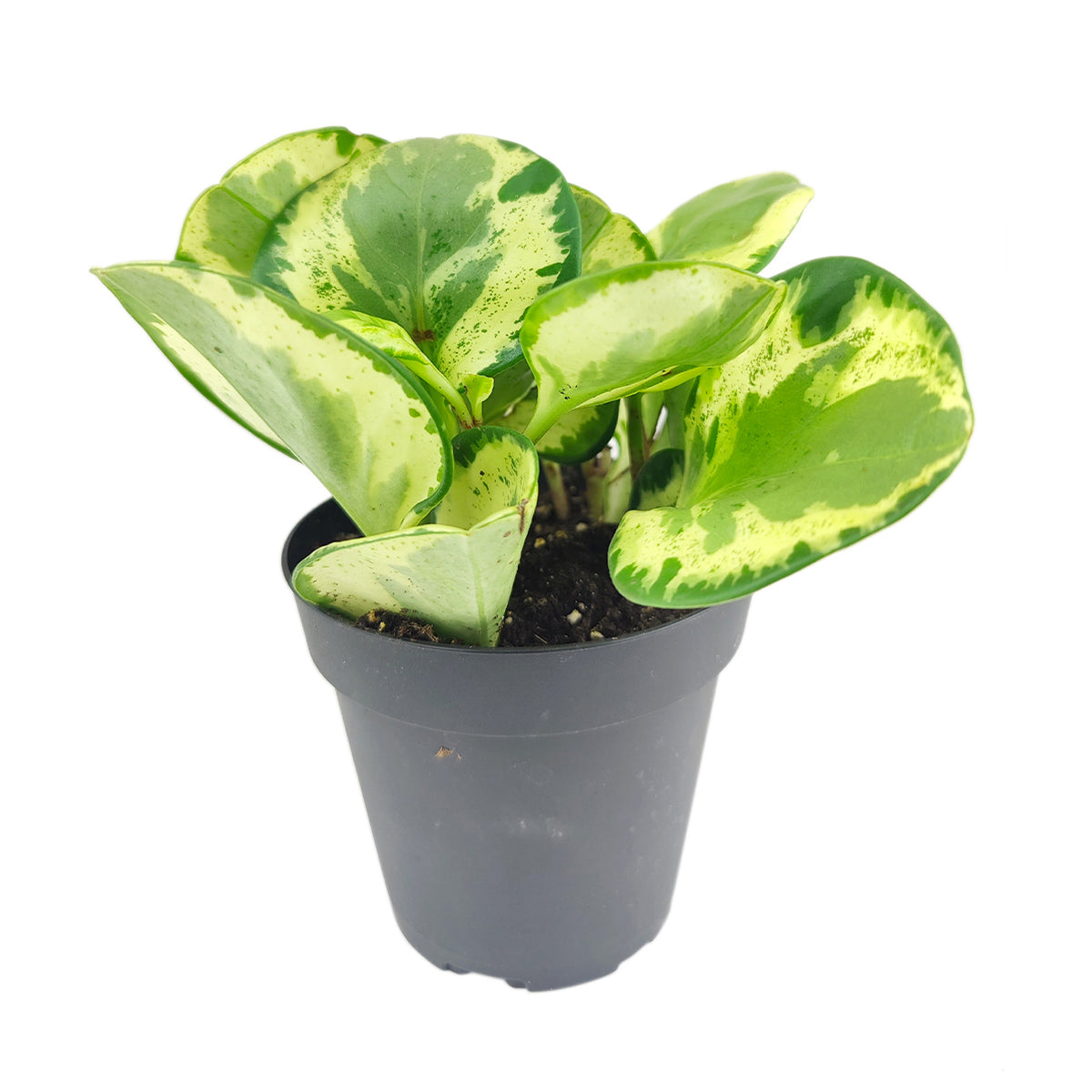 Peperomia Golden Gate, easy to care houseplant, Baby Rubber Plant, best plant for home and office decoration, air-purifying houseplant