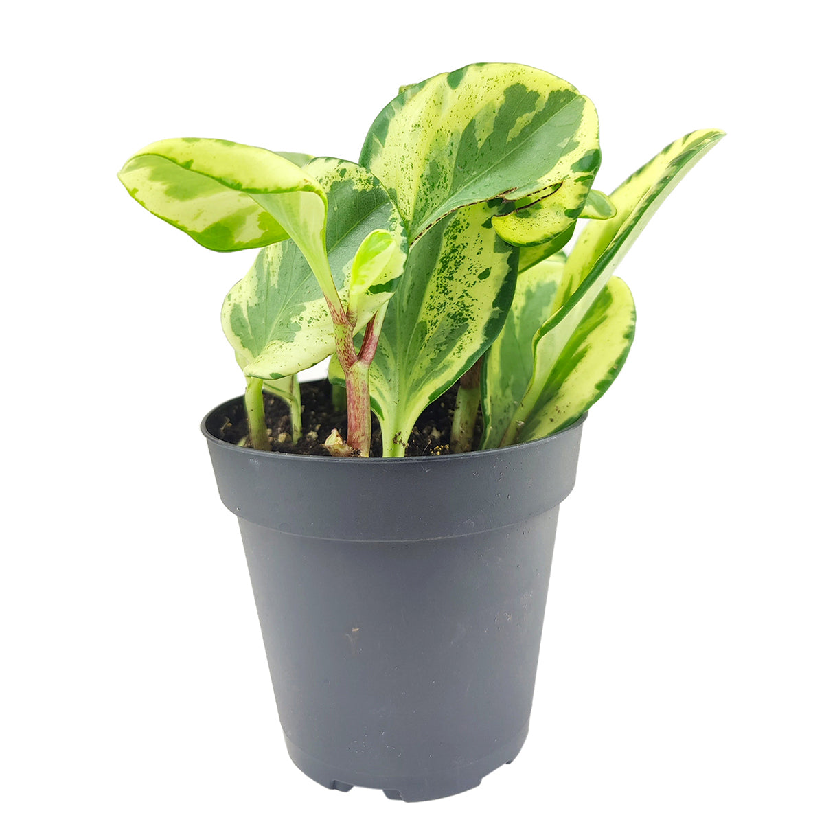 air purification rubber plant Peperomia Golden Gate - Baby Rubber Plant - Easy To Care Houseplant