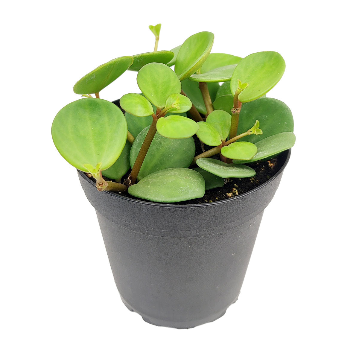  Peperomia Hope care guide, medium-light houseplant, houseplant for hanging baskets, light and watering requirement for Peperomia Hope
