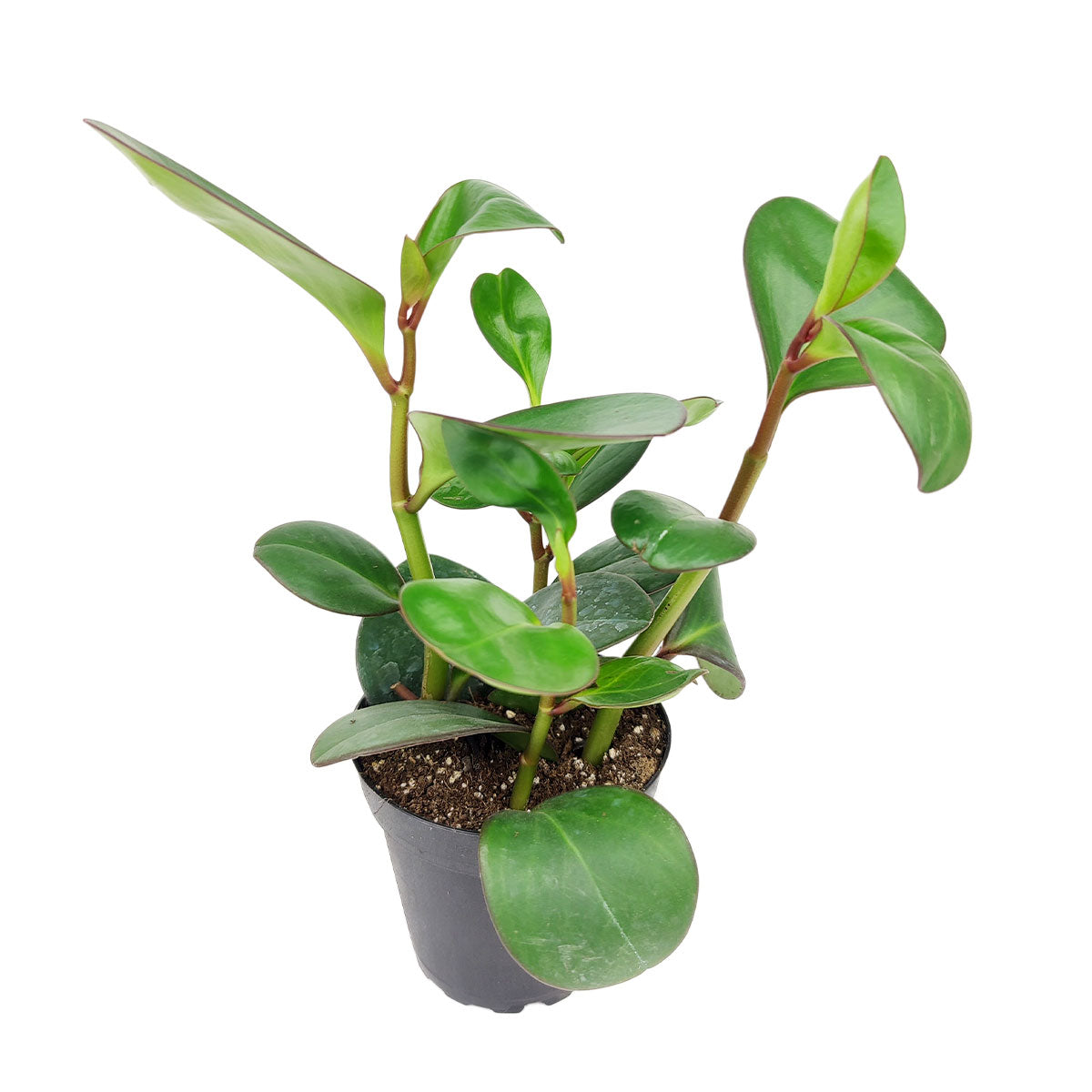 is peperomia obtusifolia a succulent Peperomia Obtusifolia Green