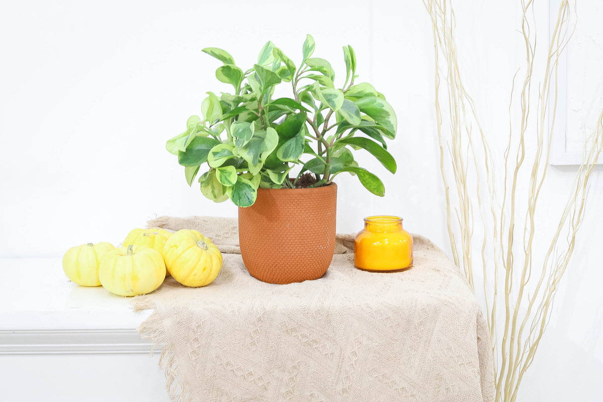 Peperomia Obtusifolia Variegata plant in pot with drainage holes and saucer, Easy to Grow and Low Maintenance Houseplant, Best indoor plant for beginner