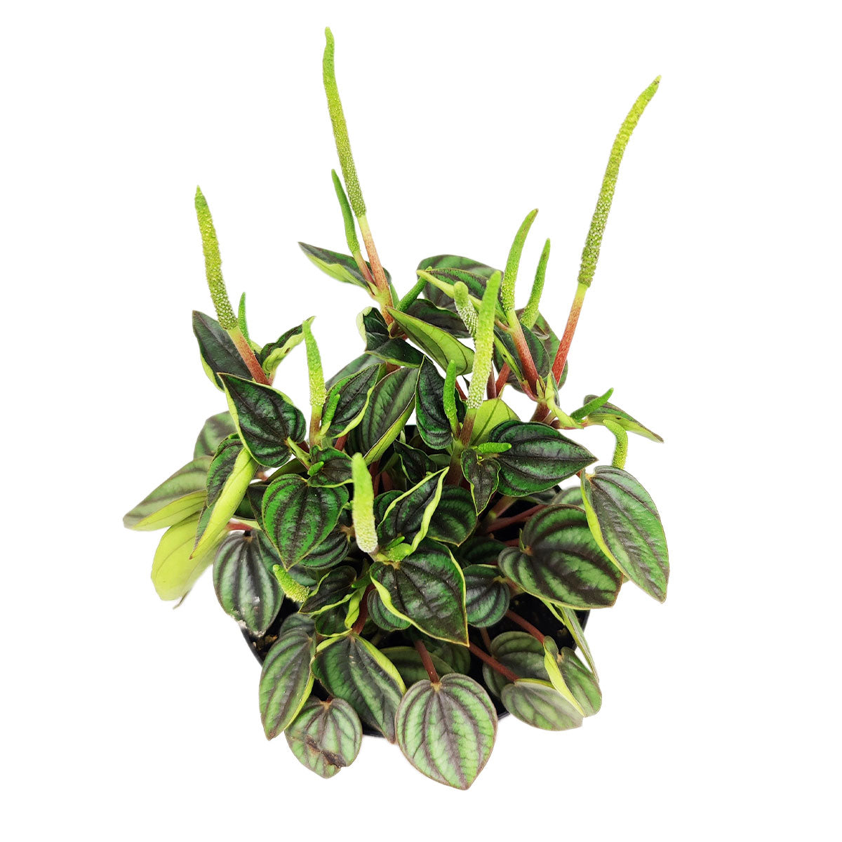  Peperomia Piccolo Albovittata, the best office plant, houseplant for low light rooms, exotic houseplant