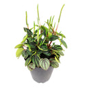 Peperomia Piccolo Banda, the best office plant, houseplant for low light rooms, exotic houseplant, Peperomia Piccolo Albovittata, small houseplant for working desk and office, low light houseplant