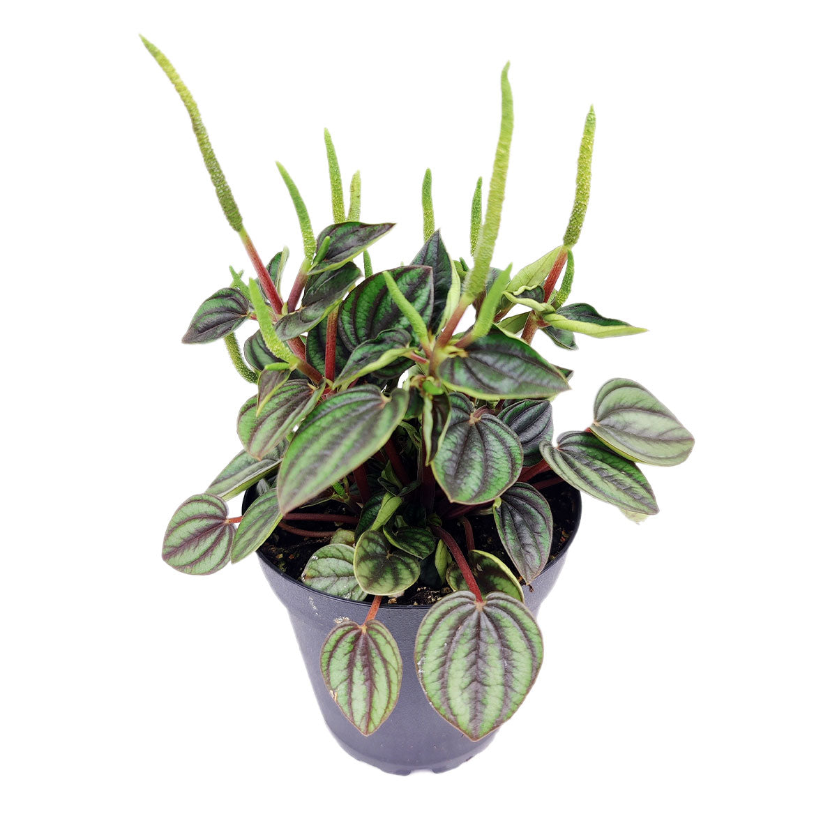 Peperomia Piccolo Albovittata, the best office plant, houseplant for low light rooms, exotic houseplant, buy plants online cheap

