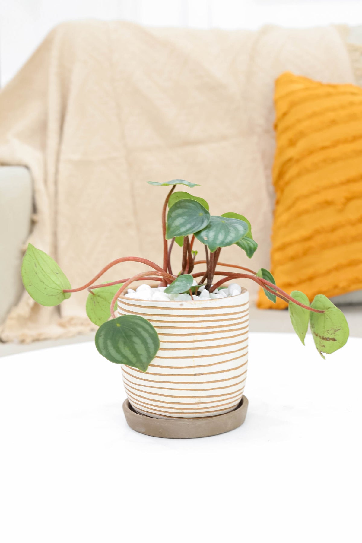 trendy houseplant with unique foliage, Peperomia Watermelon for sale, how to care for peperomia watermelon