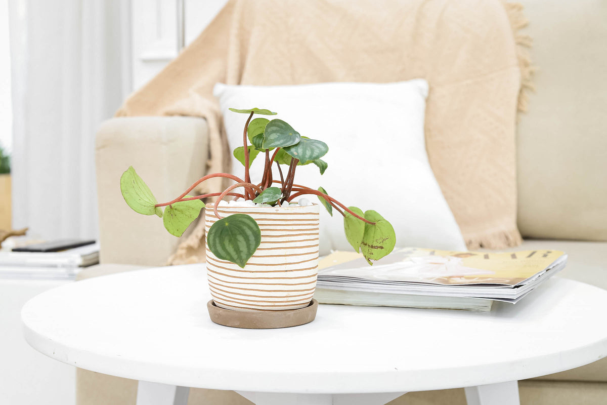 houseplant for sale, easy to care houseplant for home and office decoration, Peperomia Watermelon for sale