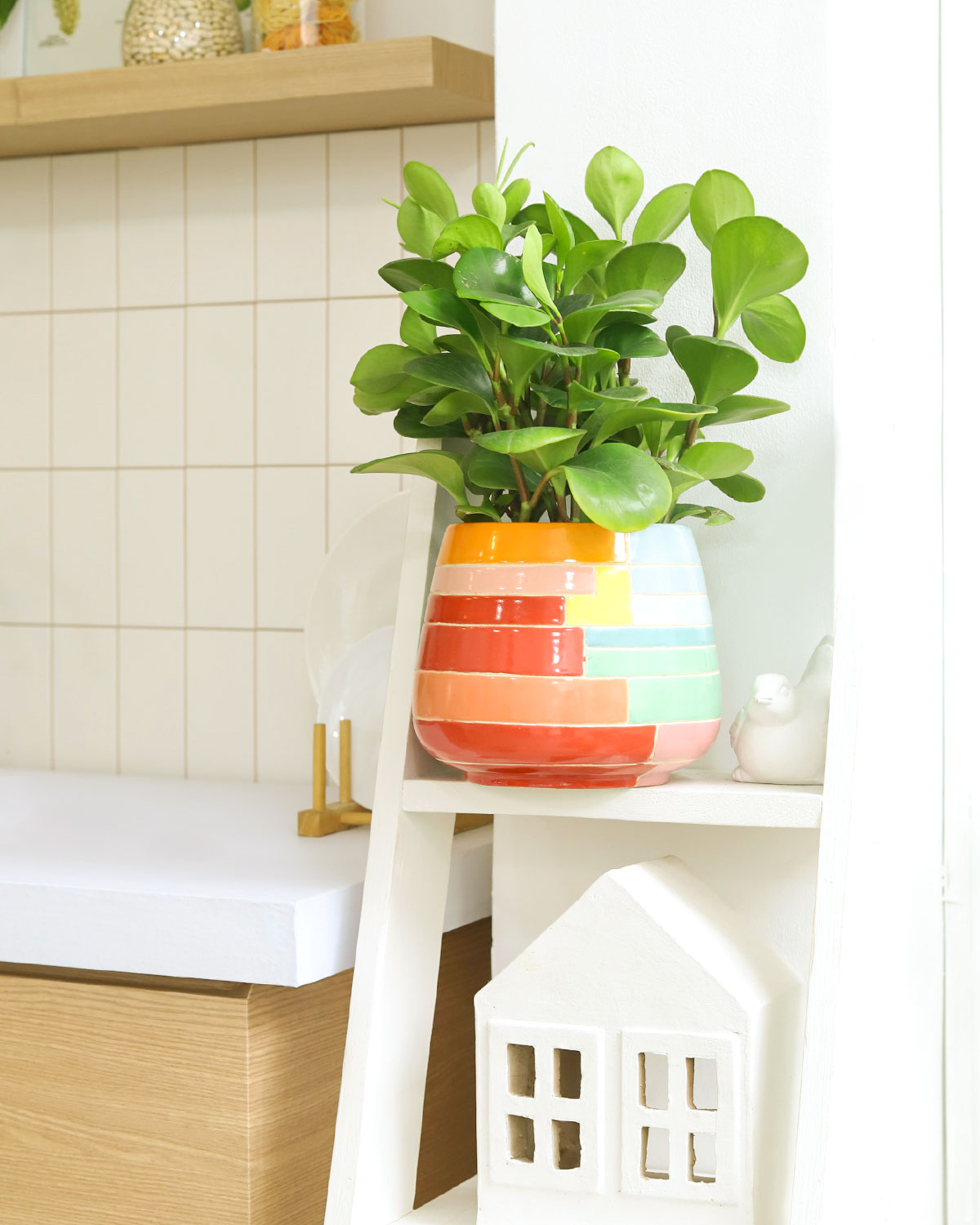 Peperomia obtusifolia Green, Baby Rubber Plant, medium to low light houseplants, best air-purifying houseplants