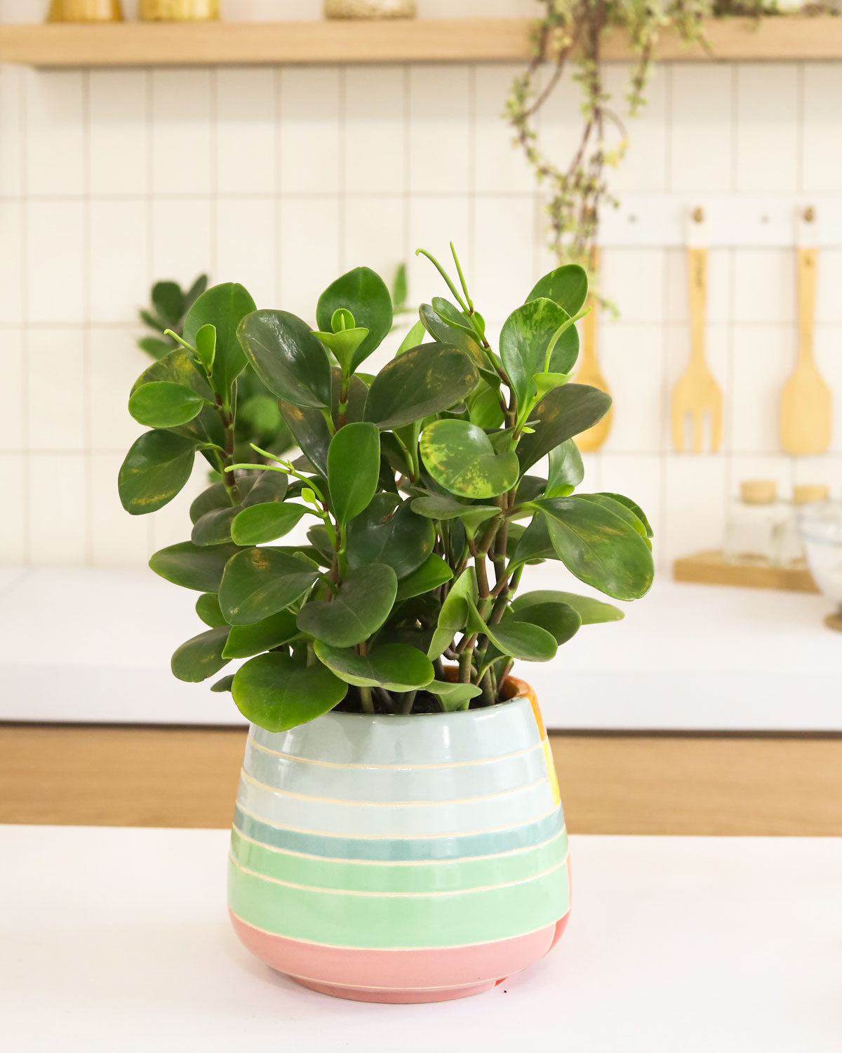 Peperomia obtusifolia Green, Baby Rubber Plant, medium to low light houseplants, best air-purifying houseplants