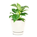 Philodendron Birkin, Philodendron ‘White Wave’, easy to care for plant, large foliage plants for home and office, how to care for Philodendron Birkin