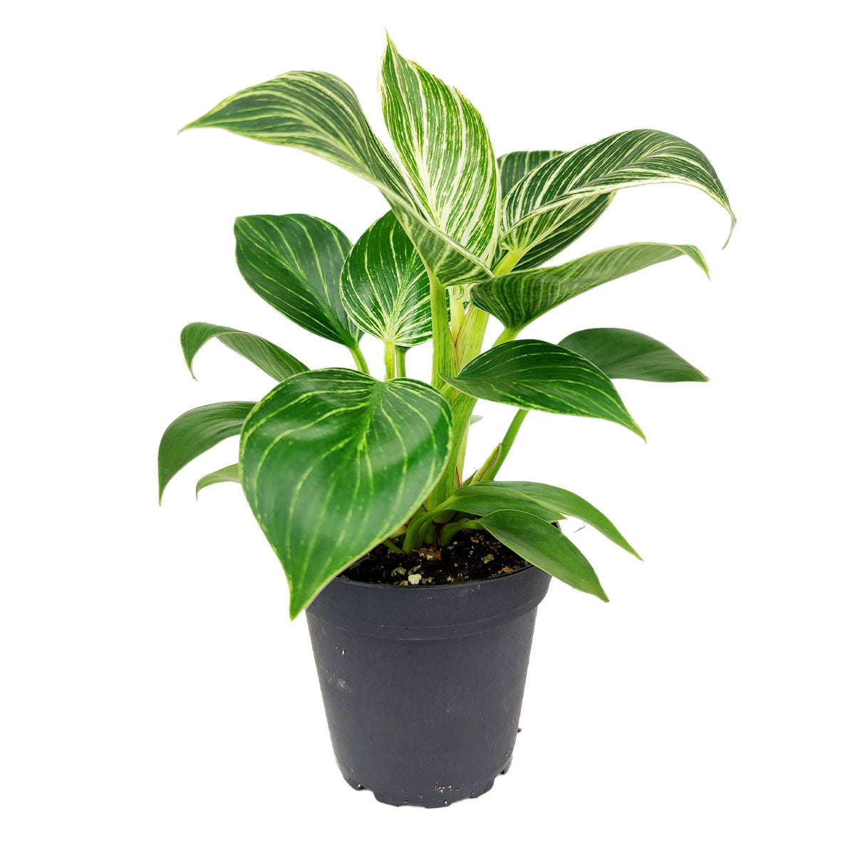 philodendron birkin max size 6" Philodendron Birkin – Lush Variegated Houseplant for Home Decor by Succulents Box