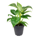 Philodendron Birkin, Philodendron ‘White Wave’, easy to care for plant, large foliage plants for home and office, how to care for Philodendron Birkin