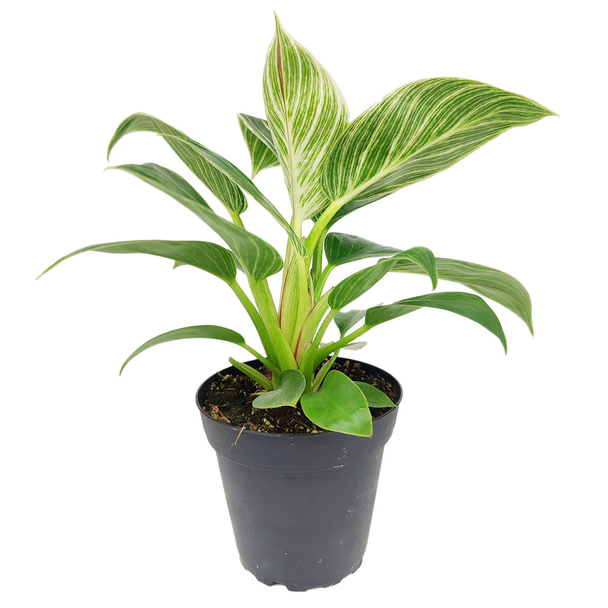 philodendron birkin plant for sale 4" Philodendron Birkin – Variegated Indoor Plant with White Stripes by Succulents Box