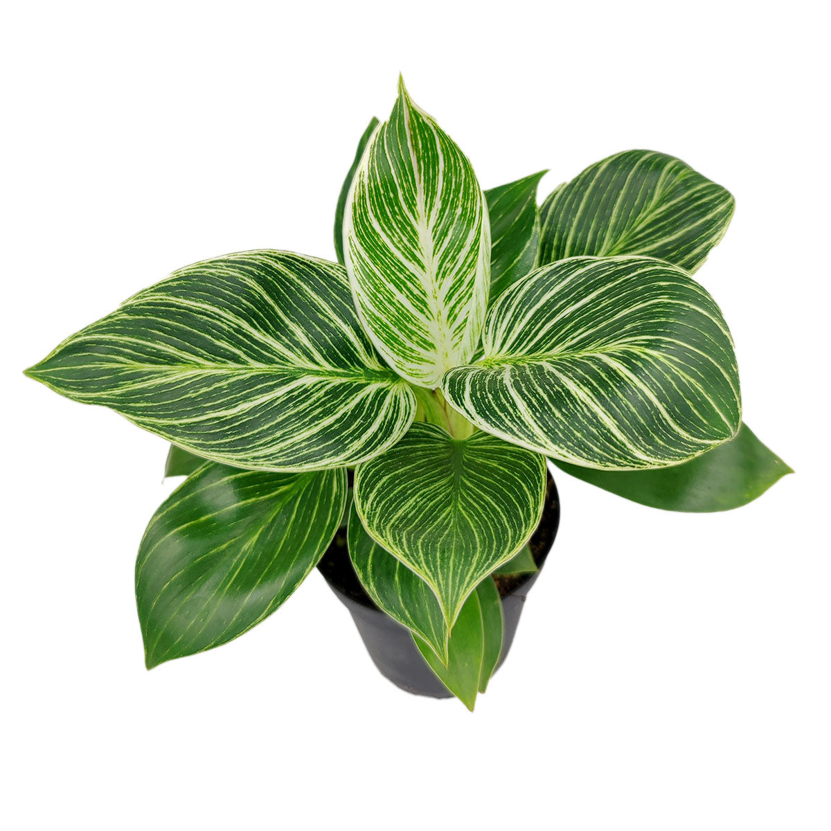 large birkin philodendron 4" Philodendron Birkin – Variegated Indoor Plant with White Stripes by Succulents Box