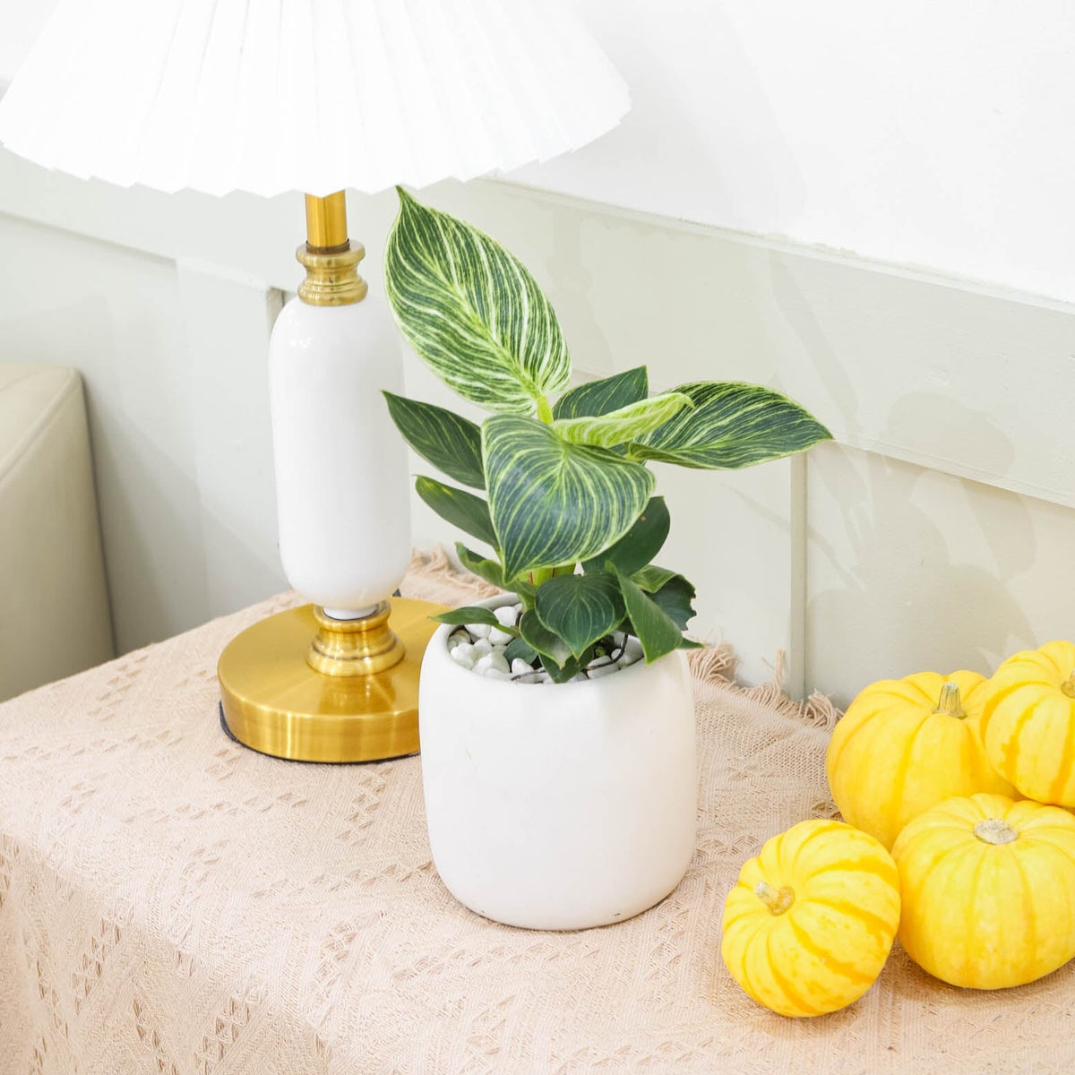 easy to care houseplant for beginners, Philodendron &#39;White Wave&#39;, 4 inch philodendron birkin for sale, best place to buy indoor plants online
