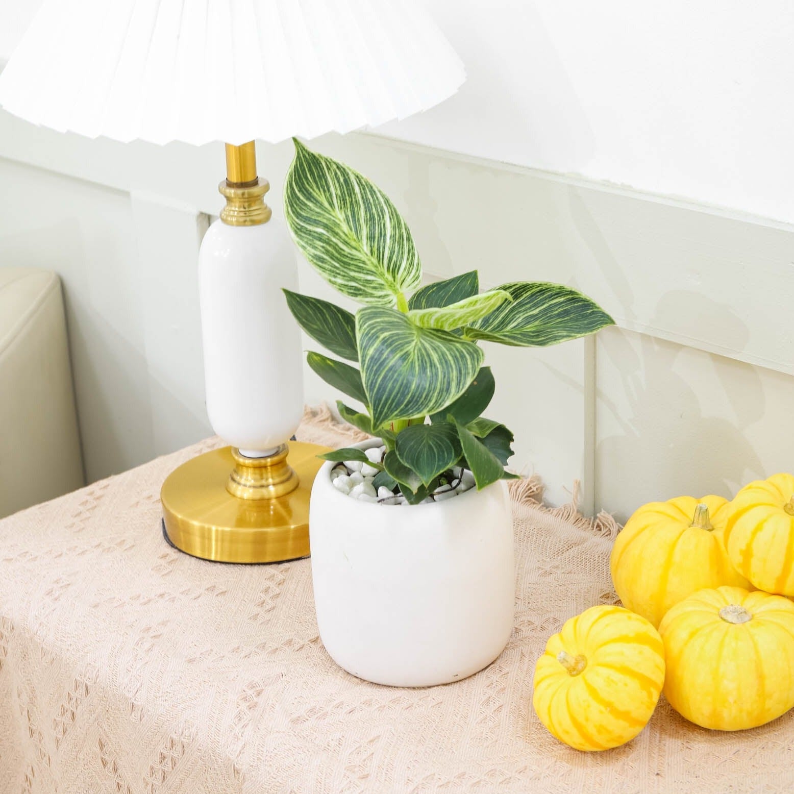 easy to care houseplant for beginners, Philodendron 'White Wave', 4 inch philodendron birkin for sale, best place to buy indoor plants online
