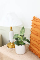 Philodendron Birkin, Philodendron ‘White Wave’, easy to care for plant, large foliage plants for home and office, how to care for Philodendron Birkin