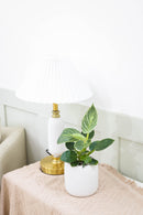 Philodendron Birkin, Philodendron ‘White Wave’, easy to care for plant, large foliage plants for home and office, how to care for Philodendron Birkin