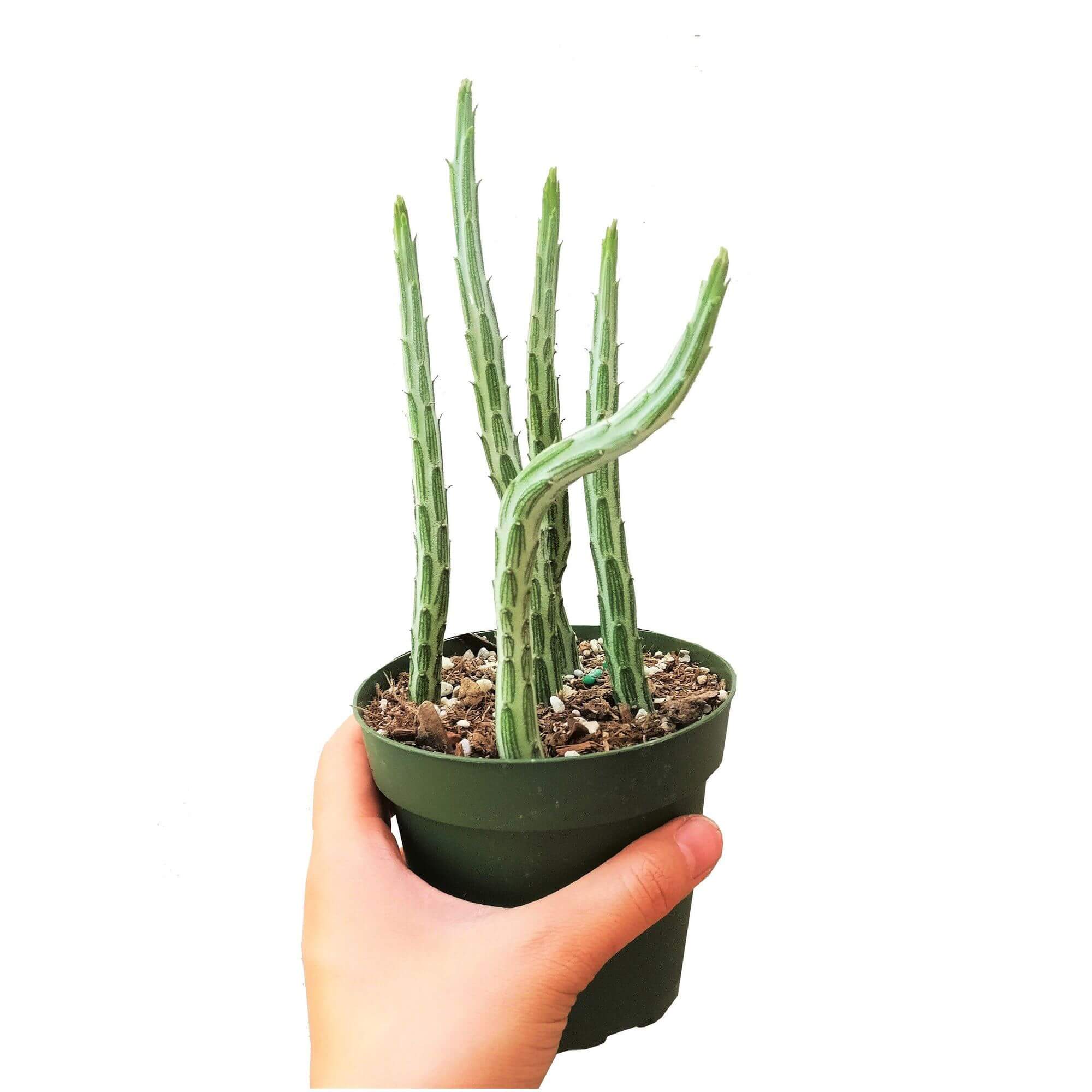 kleinia succulent Pickle Plant Kleinia Stapeliiformis: Rare & Unique Succulents Online 2 inch / White Modern Pot by Succulents Box