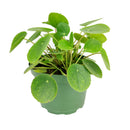 unique foliage houseplant, special houseplants for home and office, Pilea peperomioides, bright light houseplant, easy to care for plants for beginners