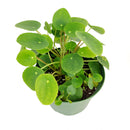 unique foliage houseplant, special houseplants for home and office, Pilea peperomioides, bright light houseplant, easy to care for plants for beginners