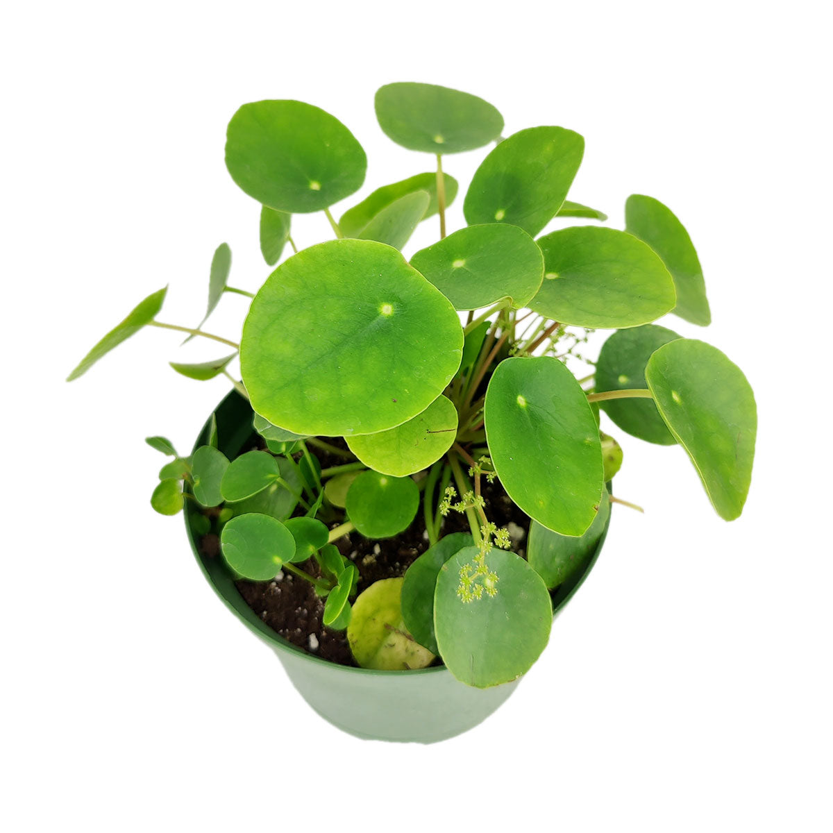 Pilea peperomioides, Chinese Money Plant, perennial herb plant, unique foliage houseplant, easy to care for plants for beginners