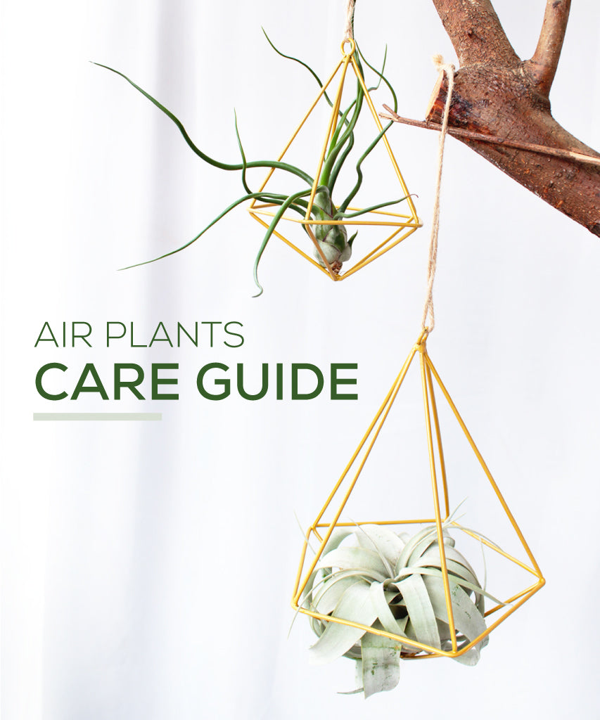 Airplant Care Card for sale, Air Plants Care Guide, How to care for Tillandsia air plants