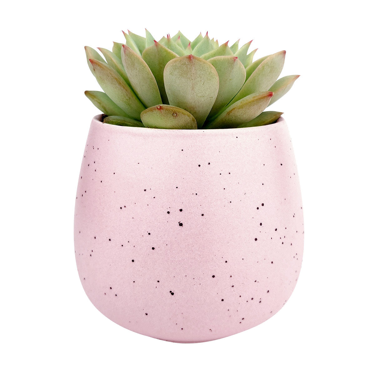 Pink Egg Pot for sale, Pink Elegant Plain Ceramic Pot for sale, Mini ceramic pot for succulents and cacti, Modern design pot, Succulent and cactus pots for sale, Succulent gift decor ideas, Elegant flower pots