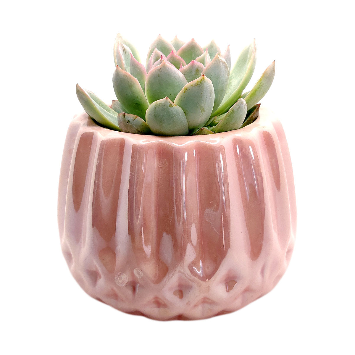 pink succulent pot Pink Modern Geometric Planter