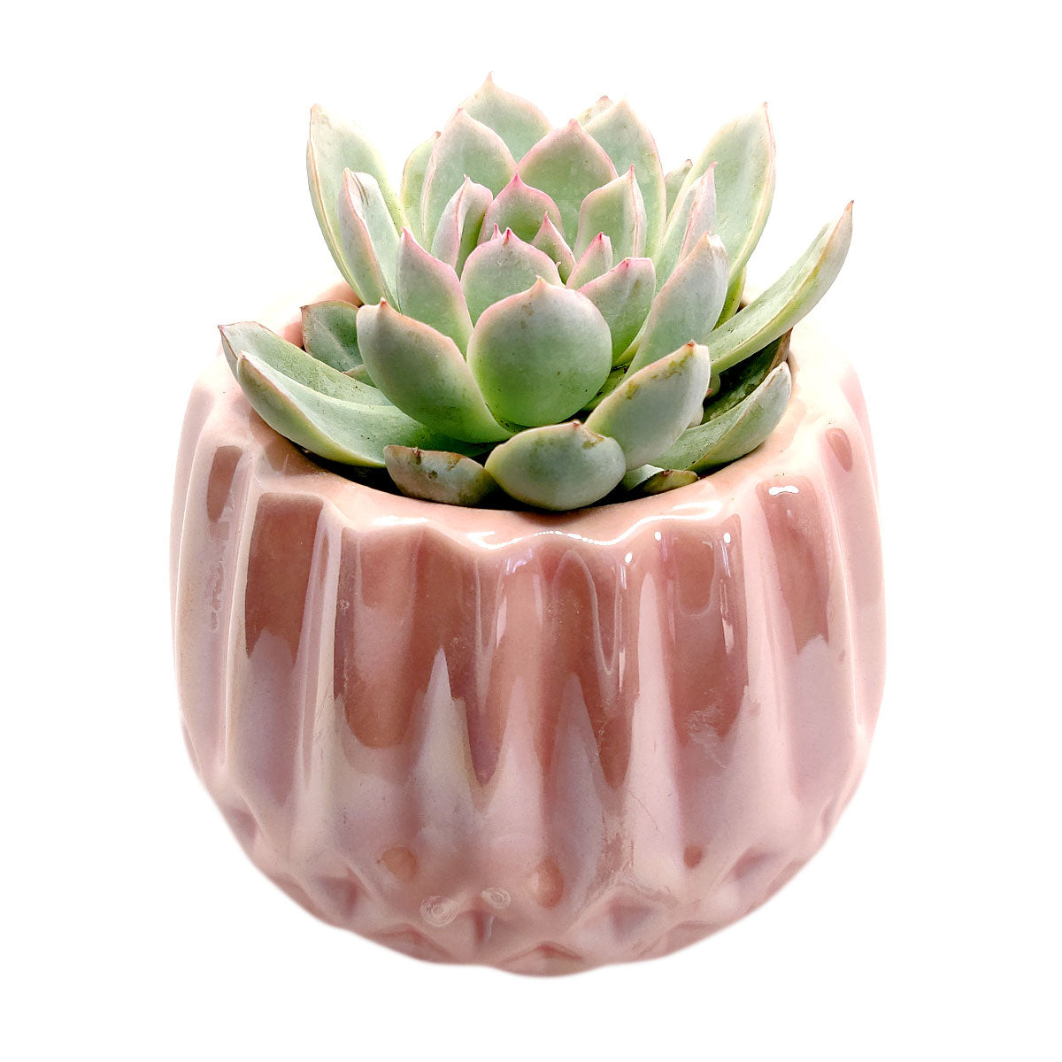 Pot for sale, Mini pot for succulent, Succulent pot decor ideas, Pink Modern Geometric Pot pot, Flower pot for sale, glass pots for planting, succulent gift for holiday