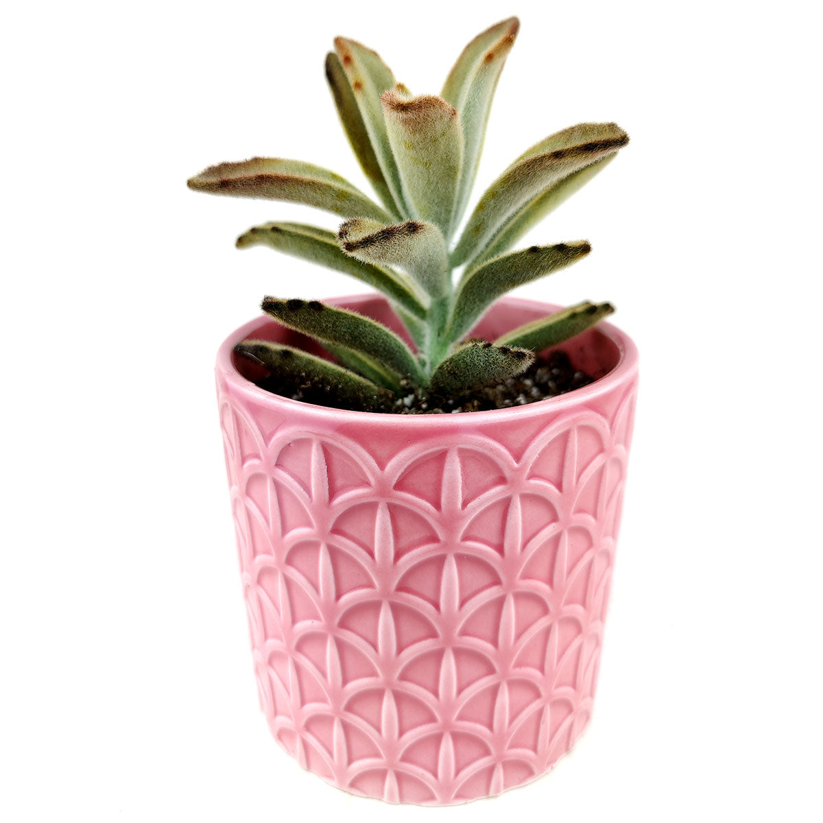 Pink Cathedral Pot for sale, ceramic vase for home decor, ceramic succulent and cactus pots for sale, Succulent gift ideas