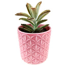 Pink Cathedral Pot