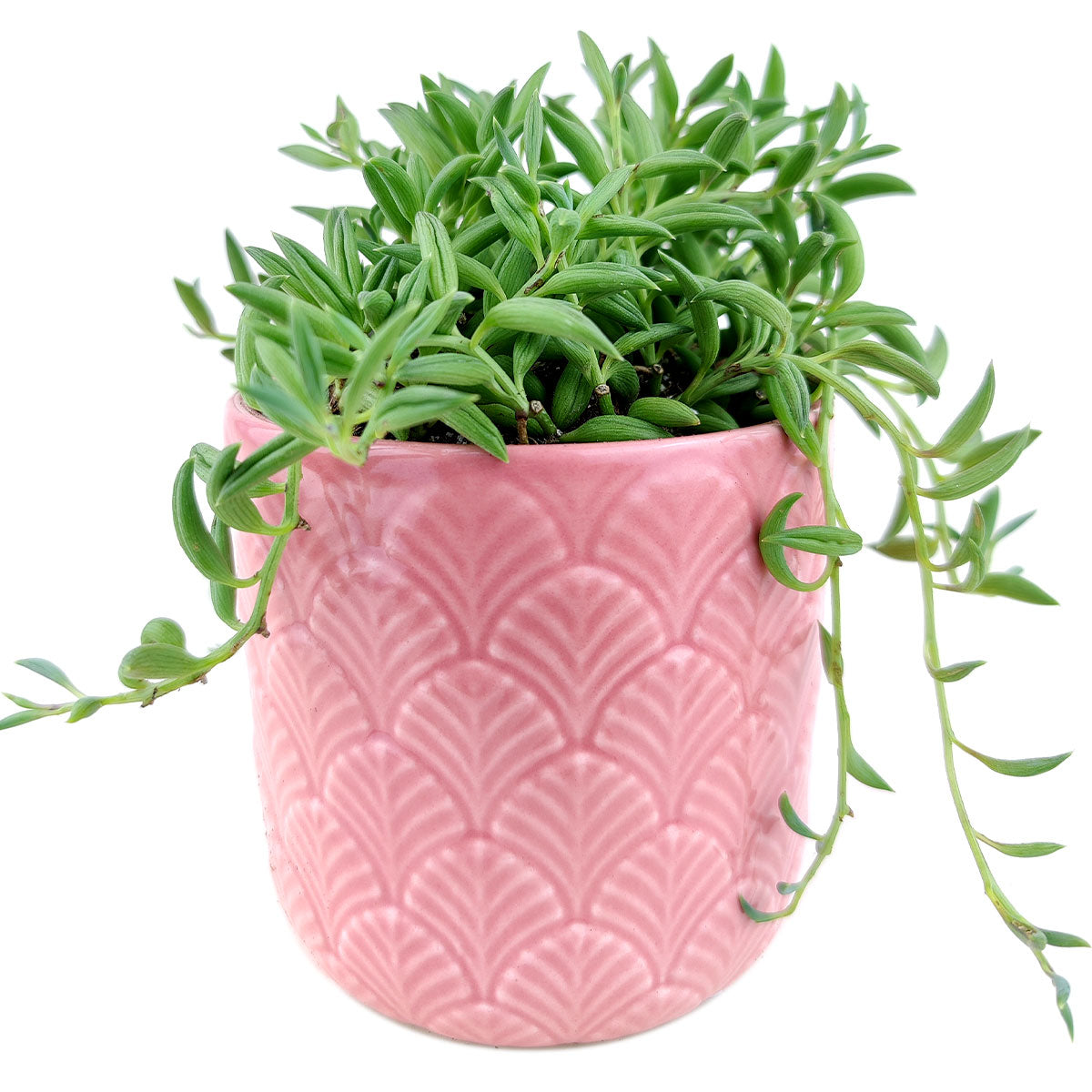 Pink Fan Pot for sale, ceramic vase for home decor, ceramic succulent and cactus pots for sale, Succulent gift ideas