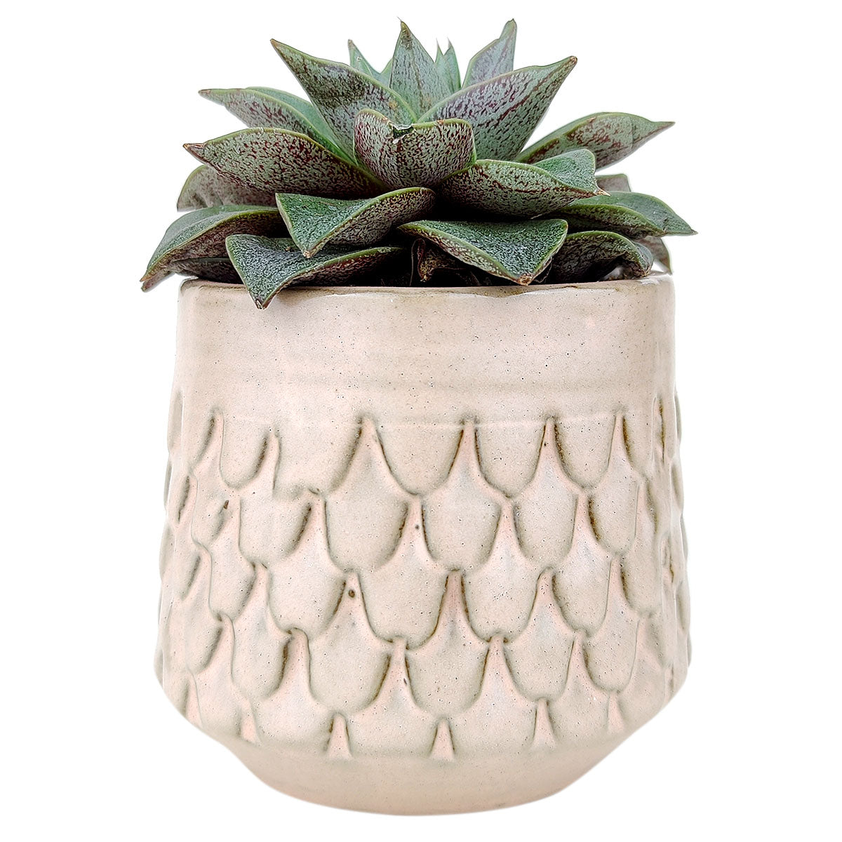 Pink Mermaid Pot for sale, Ceramic Pot for succulents and flowers, Modern style flower pot for sale, Succulent gift decor ideas