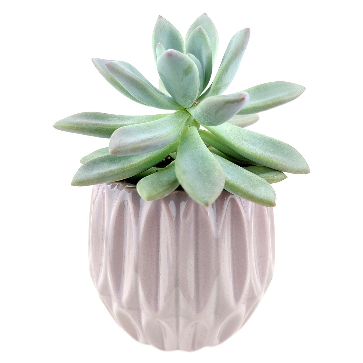 Pink Optical Pot for sale, ceramic vase for home decor, ceramic succulent and cactus pots for sale, Succulent gift ideas