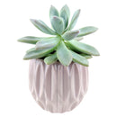 Pink Optical Pot for sale, ceramic vase for home decor, ceramic succulent and cactus pots for sale, Succulent gift ideas