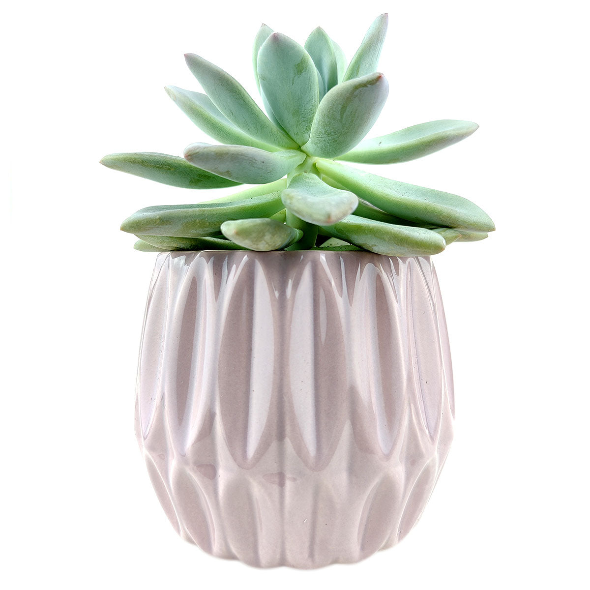 Pink Optical Pot for sale, ceramic vase for home decor, ceramic succulent and cactus pots for sale, Succulent gift ideas