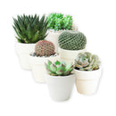 Mystery Succulent Box for sale, Surprise Box, Premium succulent gift box, Gift box for succulent lovers