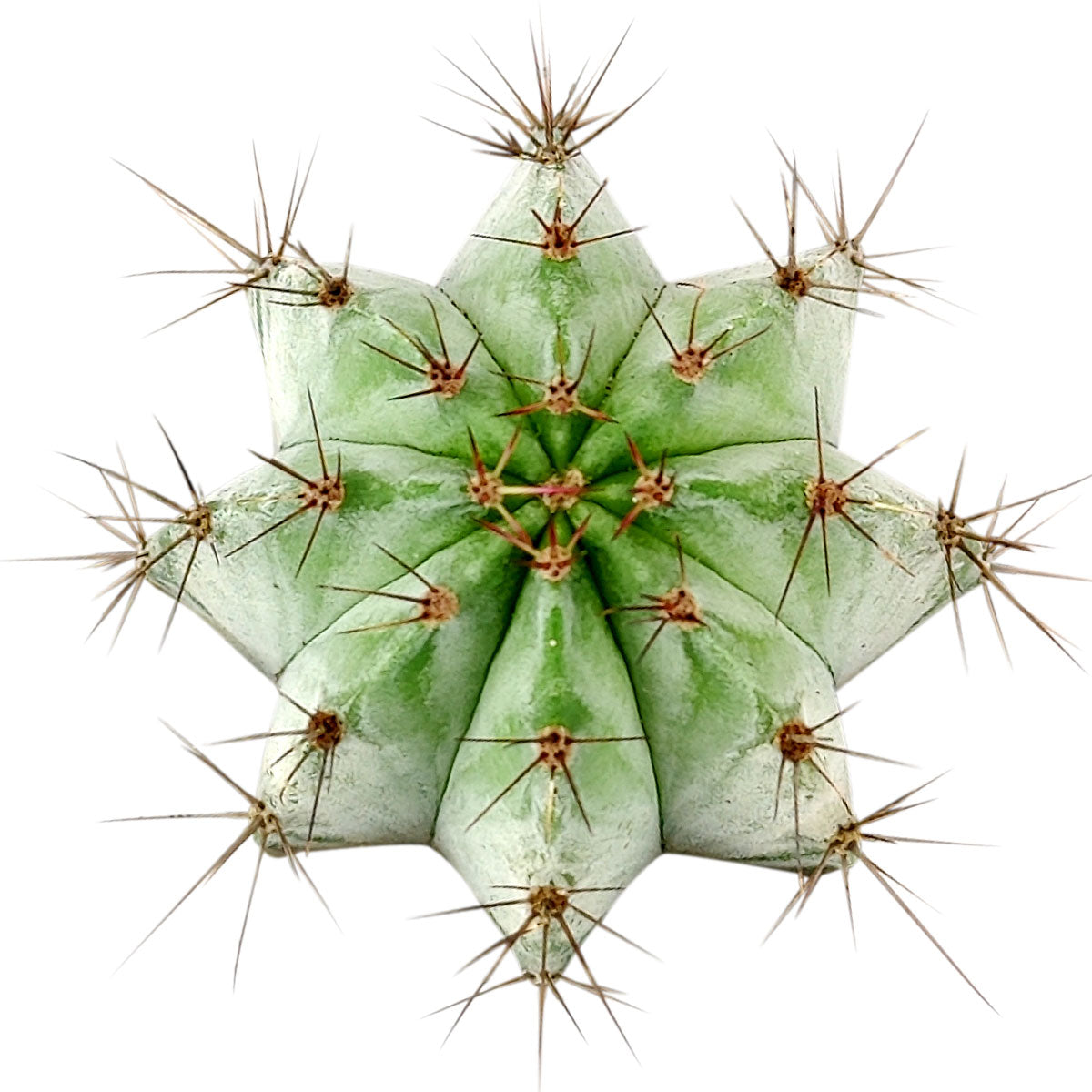 Polaskia Chichipe Cactus for sale, how to grow succulents, succulents garden, Succulents shop near me, Rare cactus, succulent care tips, succulent care, Succulents, succulents store in CA, Polaskia Chichipe Cactus in California, How to grow Polaskia Chichipe Cactus, Cactus for thanksgiving, How to care cactus succulent, cactus, cactus succulent, succulent cactus, succulent subscription, cacti, cactus and succulents, succulents box, succulent shop, buy succulents online