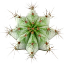 Polaskia Chichipe Cactus for sale, how to grow succulents, succulents garden, Succulents shop near me, Rare cactus, succulent care tips, succulent care, Succulents, succulents store in CA, Polaskia Chichipe Cactus in California, How to grow Polaskia Chichipe Cactus, Cactus for thanksgiving, How to care cactus succulent, cactus, cactus succulent, succulent cactus, succulent subscription, cacti, cactus and succulents, succulents box, succulent shop, buy succulents online