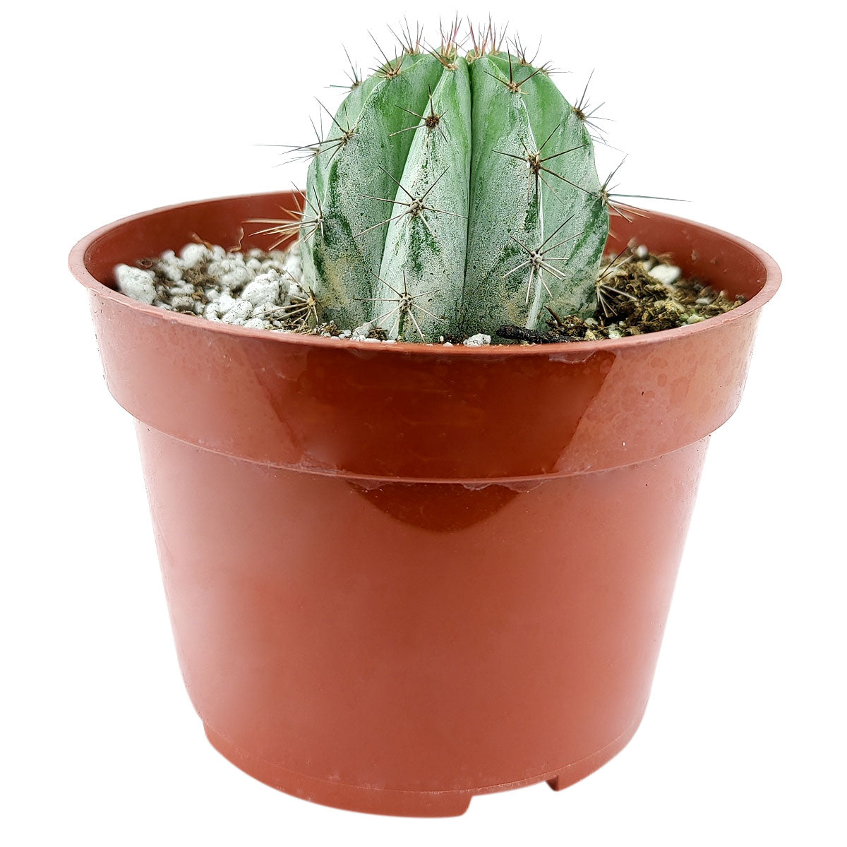 Polaskia Chichipe Cactus for sale, how to grow succulents, succulents garden, Succulents shop near me, Rare cactus, succulent care tips, succulent care, Succulents, succulents store in CA, Polaskia Chichipe Cactus in California, How to grow Polaskia Chichipe Cactus, Cactus for thanksgiving, How to care cactus succulent, cactus, cactus succulent, succulent cactus, succulent subscription, cacti, cactus and succulents, succulents box, succulent shop, buy succulents online