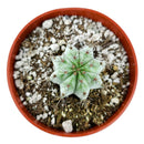 Polaskia Chichipe Cactus for sale, how to grow succulents, succulents garden, Succulents shop near me, Rare cactus, succulent care tips, succulent care, Succulents, succulents store in CA, Polaskia Chichipe Cactus in California, How to grow Polaskia Chichipe Cactus, Cactus for thanksgiving, How to care cactus succulent, cactus, cactus succulent, succulent cactus, succulent subscription, cacti, cactus and succulents, succulents box, succulent shop, buy succulents online