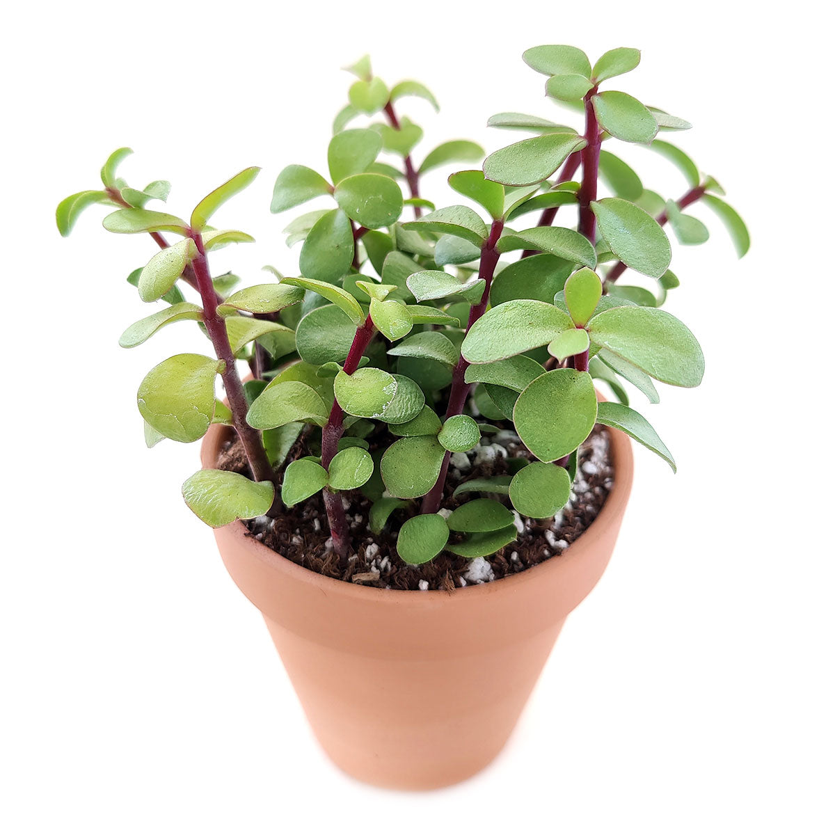 elephant jade succulent Portulacaria afra Decumbent - Dwarf Jade Plant