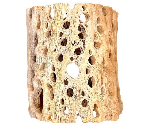 Rare Cholla Wood 3 inch Pot