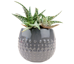 Gray Dot Planter
